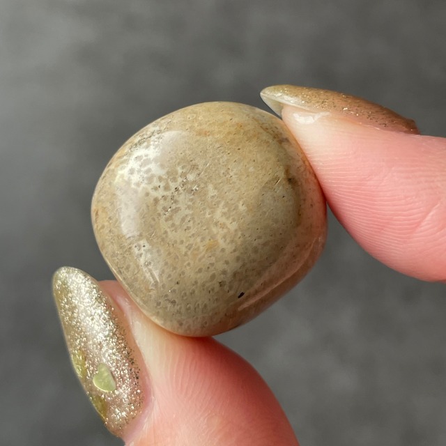 Petrified Wood ペトリファイドウッド|Tumble タンブル|天然石　パワーストーン　鉱物　gem stone