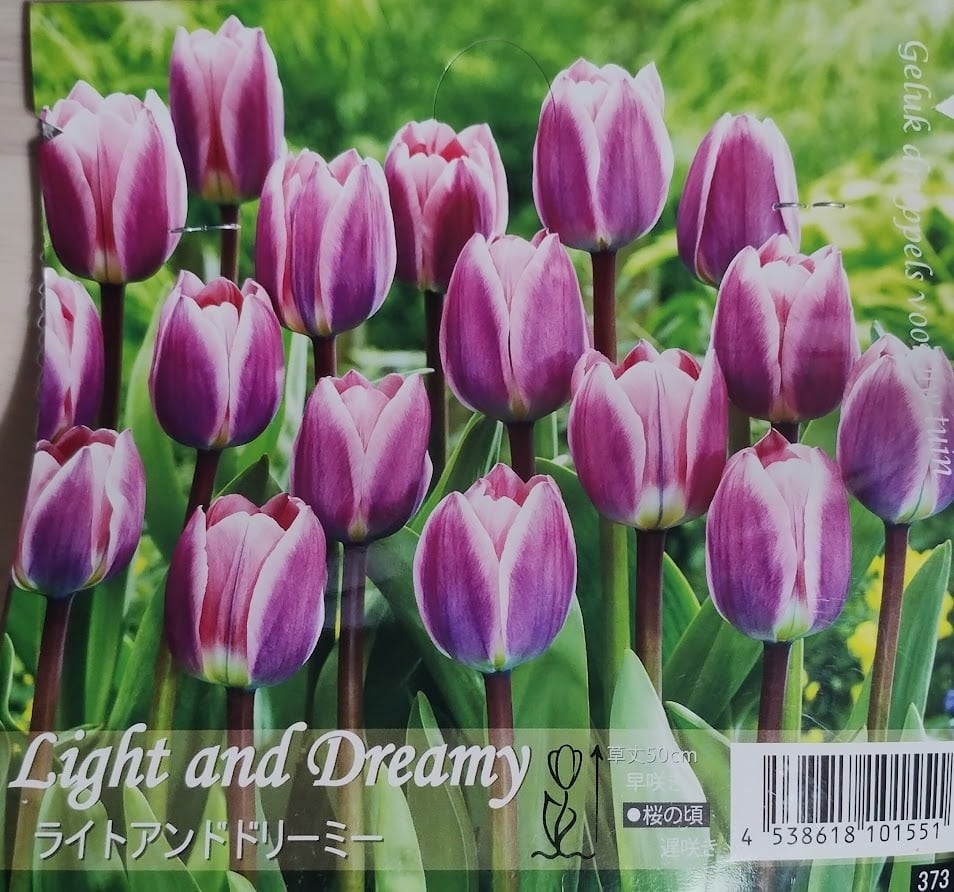 Jollcnoia ドリーミーチューリップ ホームブーケ 組み立ておもちゃ ダストカバー付き - 創造的な新築祝い、ママと女性のための理想的な創造的なおも 並行輸入品 チューリップ - ブーケの人気通販 | minne byGMOペパボ 国内最大級の