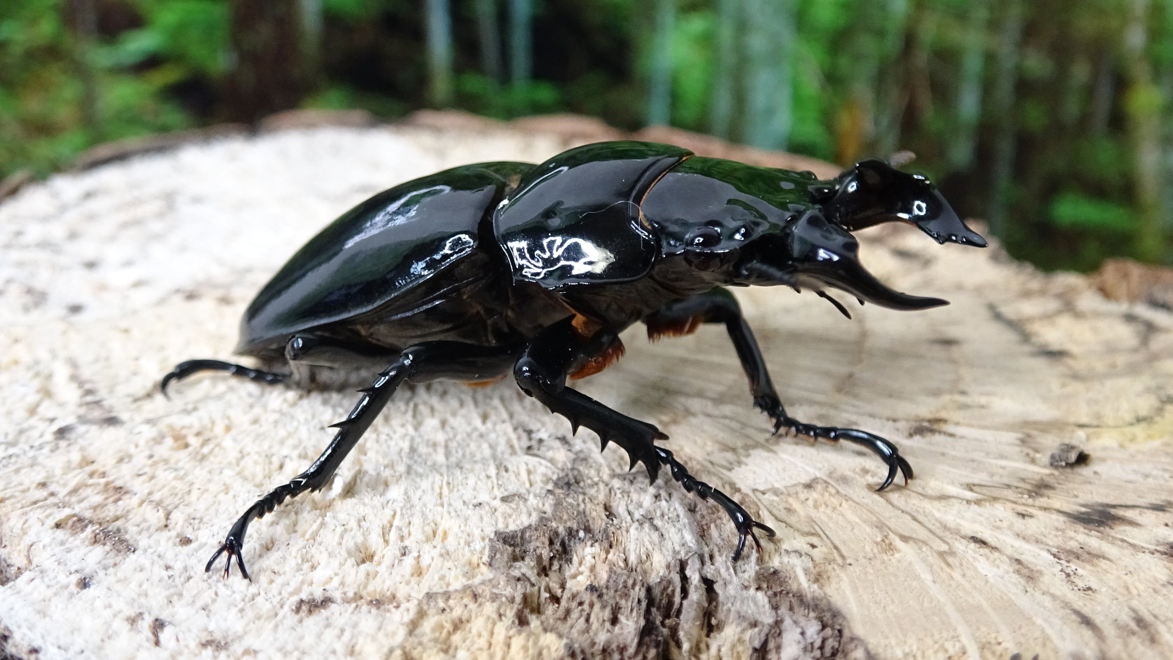 タランドゥスオオツヤクワガタ幼虫 計6頭（2ペアより各2頭と4