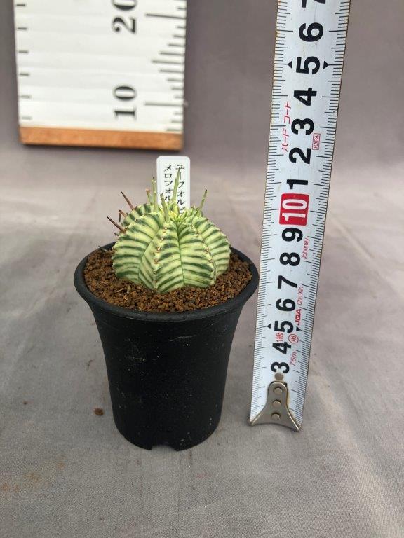 大株 大群生 ユーフォルビア メロフォルミス錦 ユーフォルビア・メロフォルミス錦 | 日本ライン花木センター