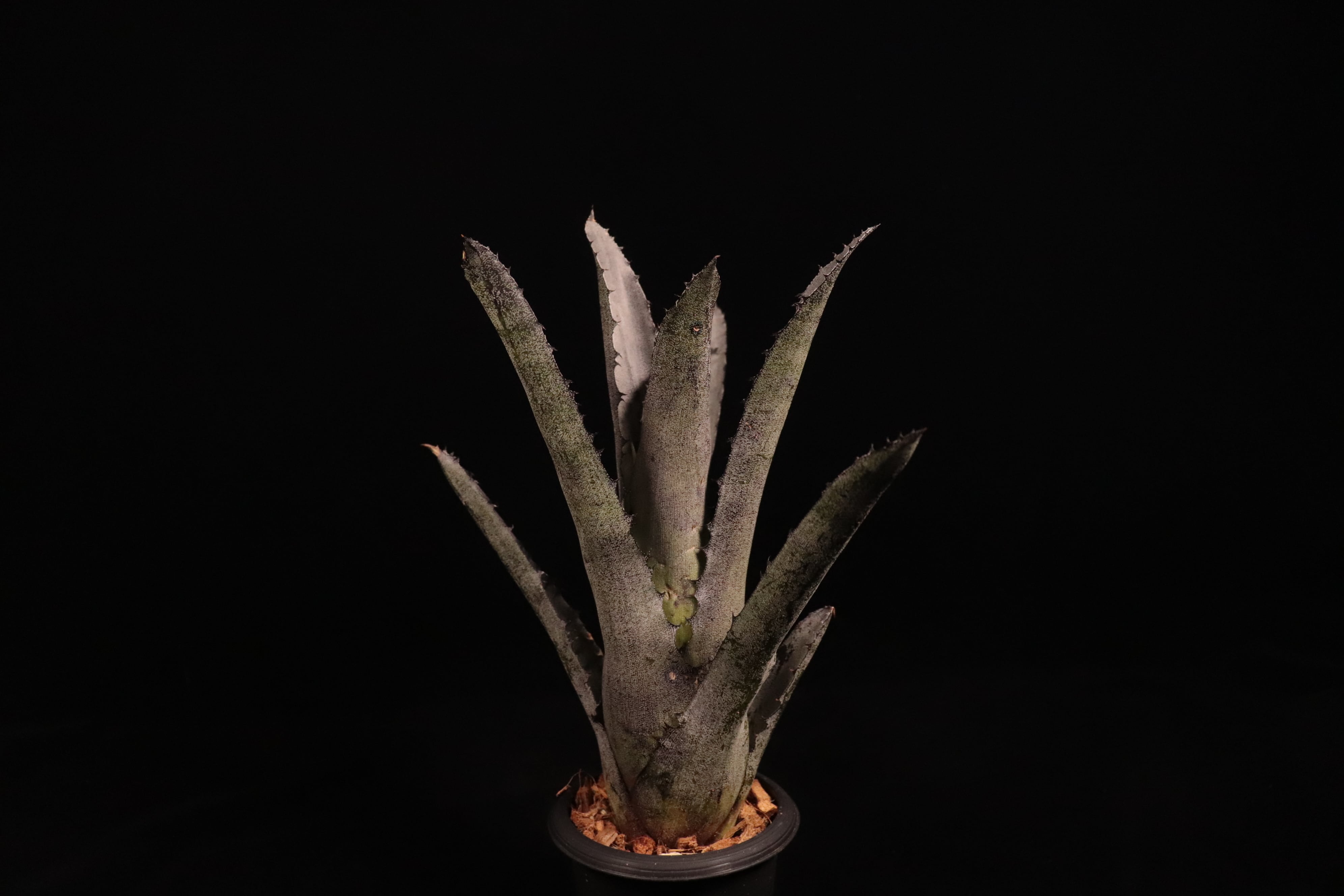 Hohenbergia leopoldo-horstii (Double thorn clone)〔ホヘンベルギア
