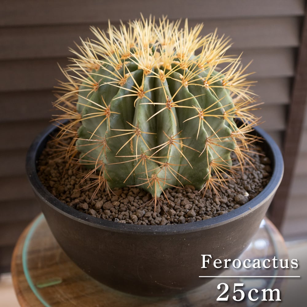発根済】30cm 金鯱 サボテン 特大 10号 多肉植物 ドライガーデン