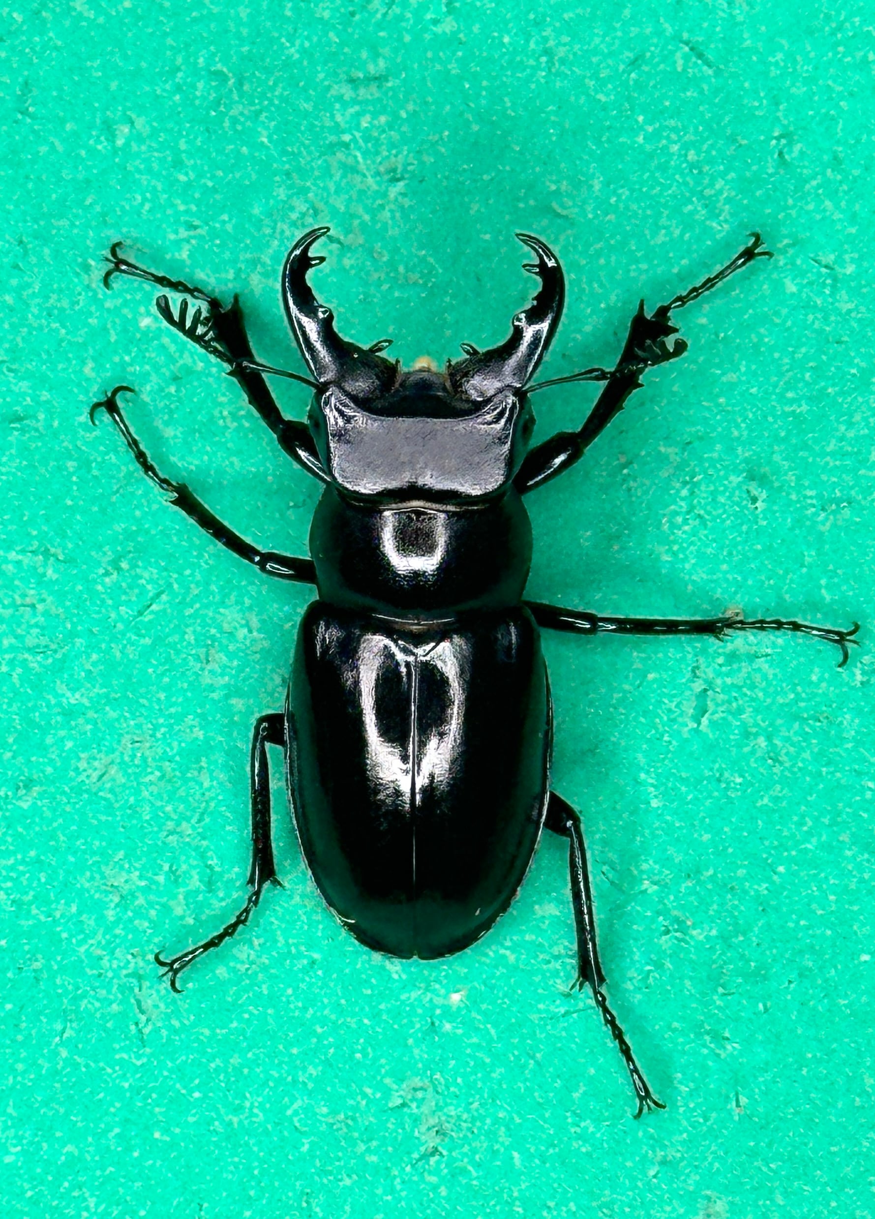 ネイチャーフィール