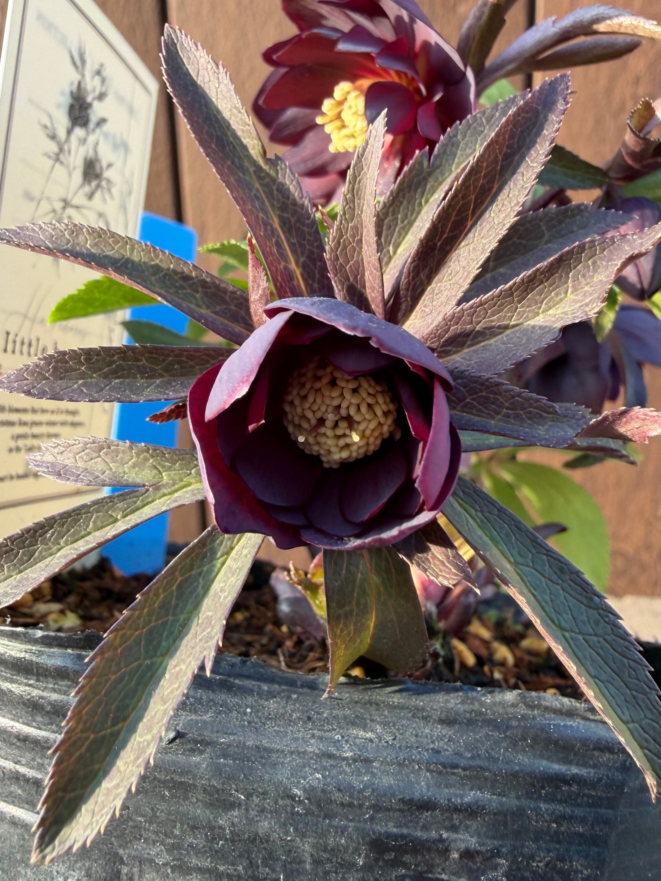 リトルビーストファントム アトロルーベンス系ダブル 高橋育苗