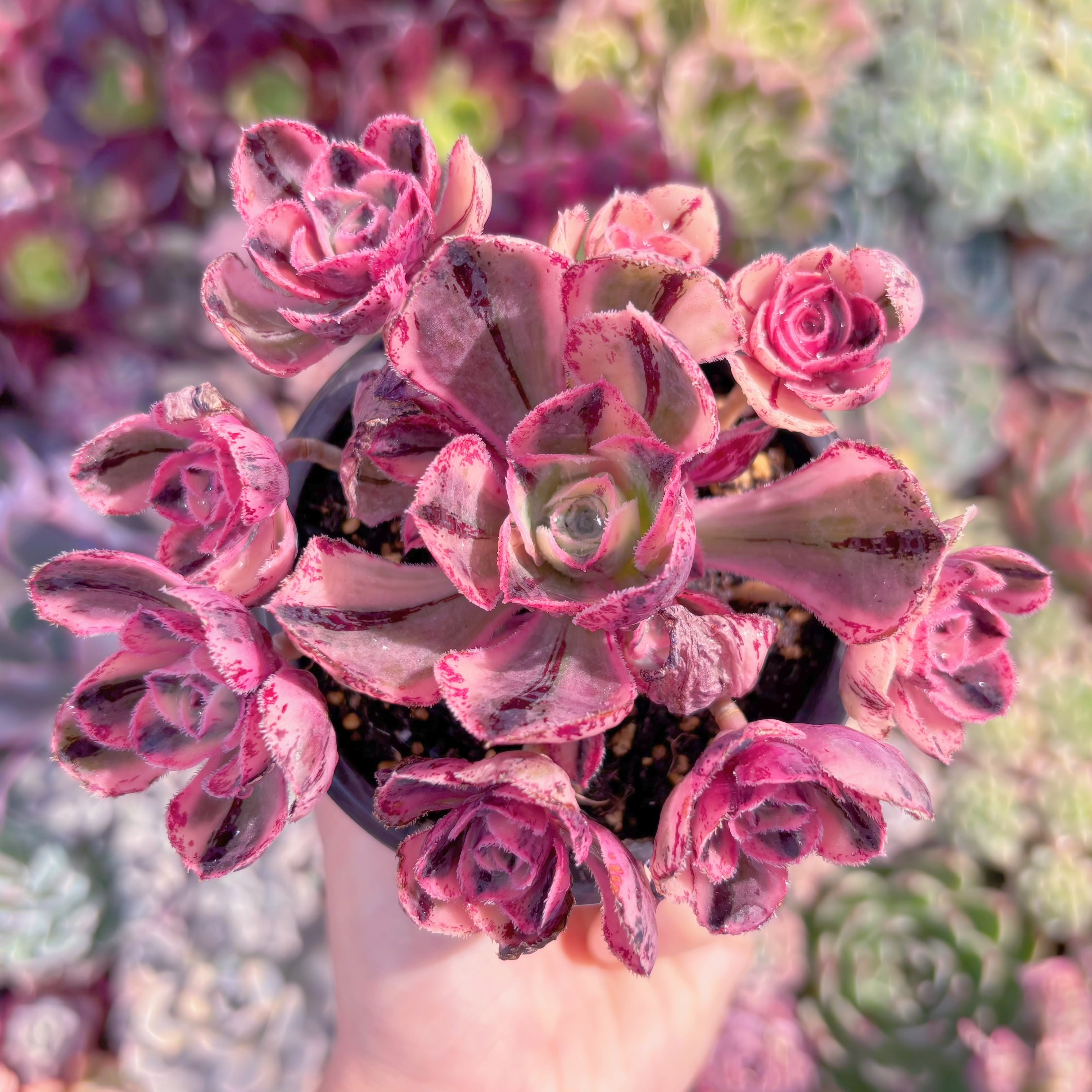 現品　ロスコープ錦#673　るる農園