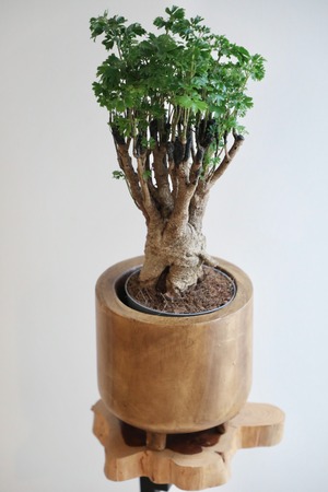 【M】ポリシャス パーセリー/Policious Parsley　※ウッドポットカバー付き