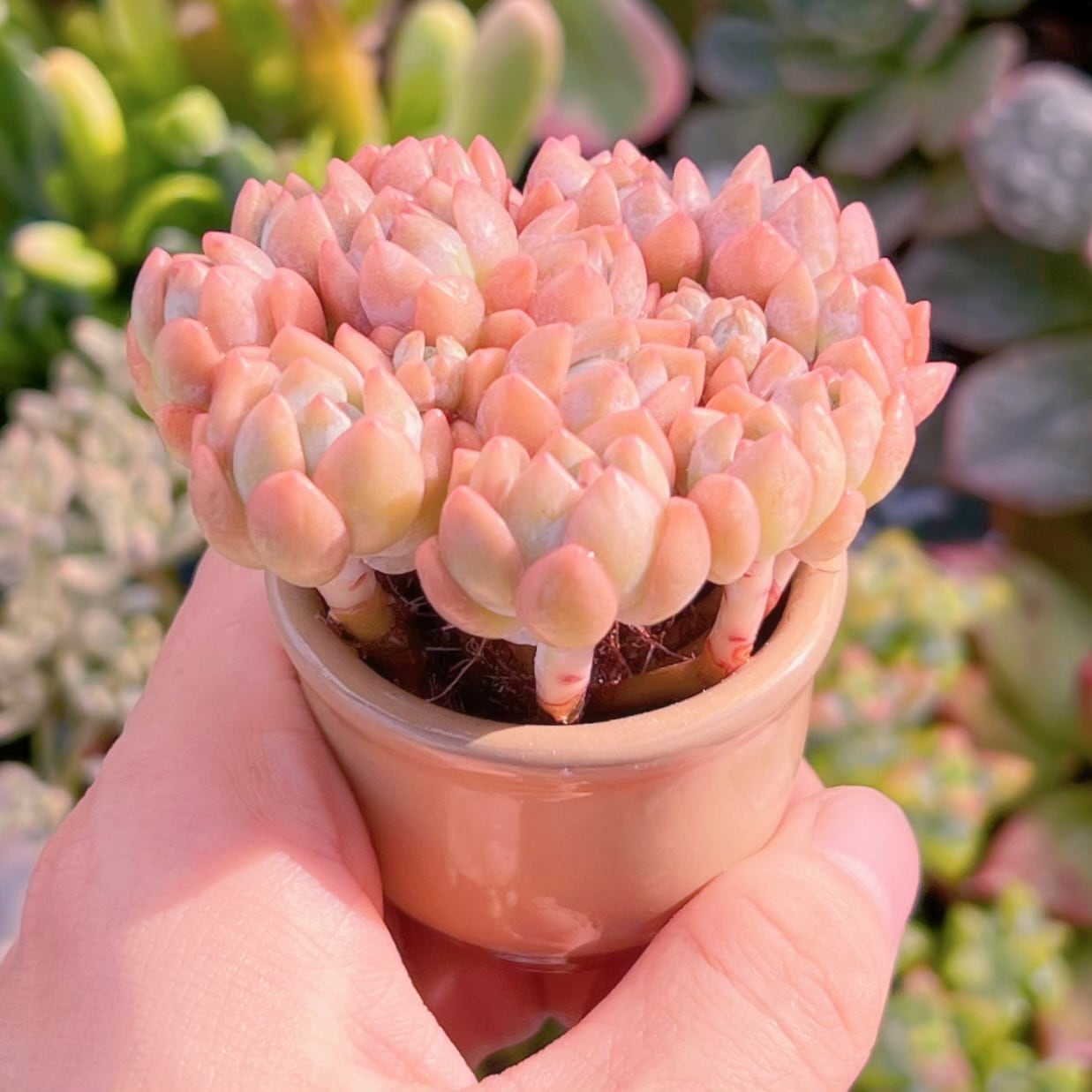 多肉植物　エケベリア　氷山　大きめ　抜き苗 多肉植物 氷花12頭以上 新入荷 るる農園 | るる農園~多肉植物専門