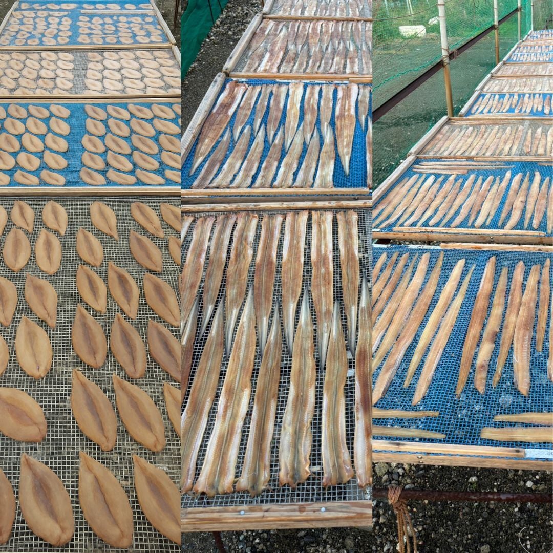 南知多魚新商店　11月の出来立て干物セット（特選上穴子6匹前後（約150g）、タチウオ半身3~4本（約150g）、サバフグ10〜12匹（約220g）冷蔵