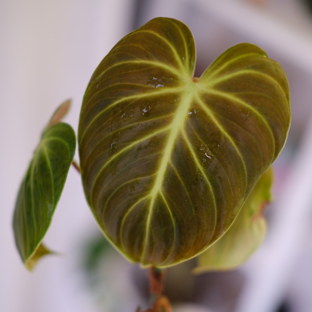 フィロデンドロン エルチョコレッド｜Philodendron "El Choco Red"｜観葉植物