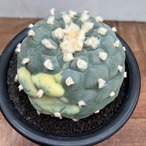 Lophophora diffusa variegata【ロフォフォラ・翠冠玉錦】