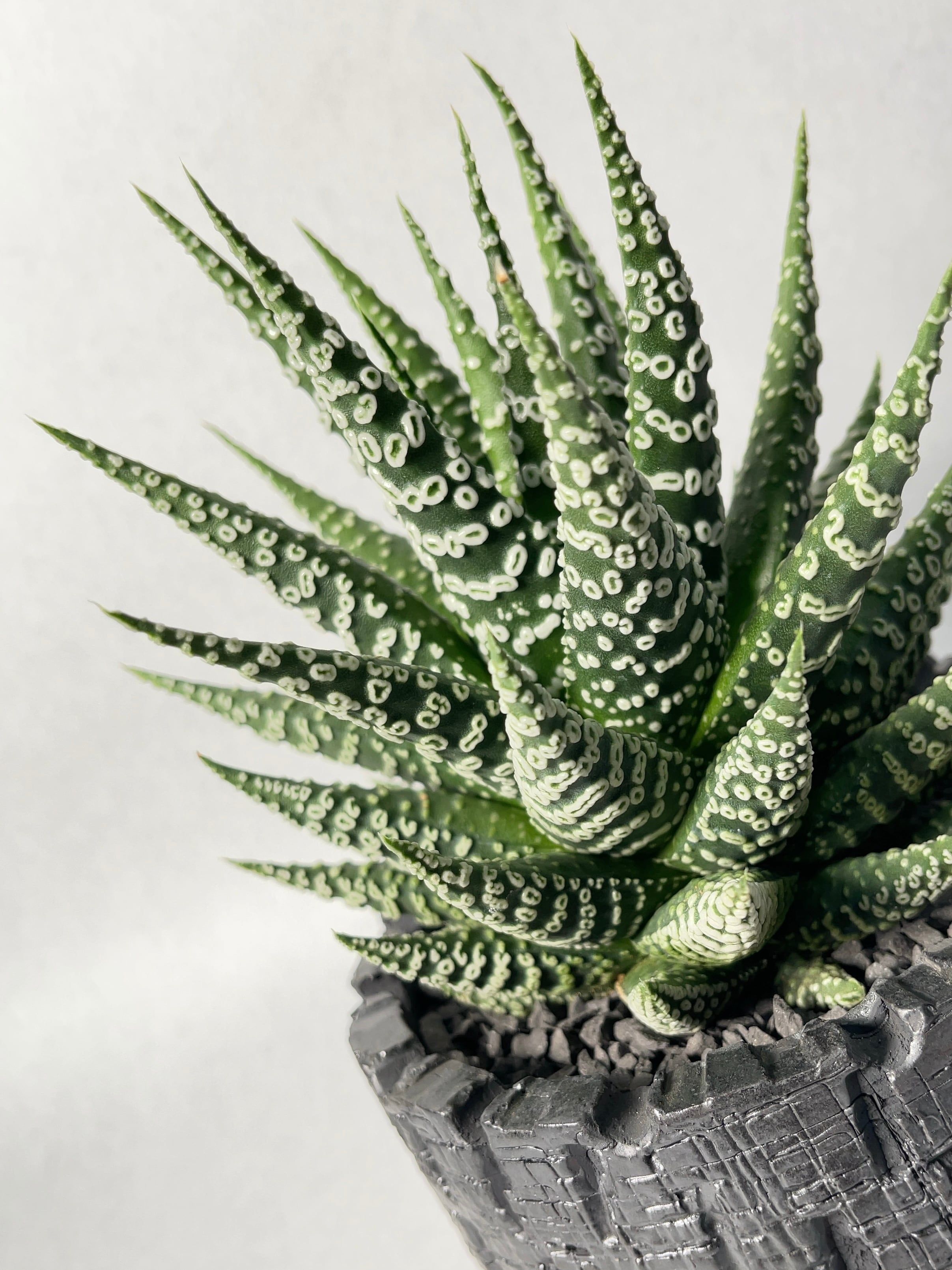 ≧∇≦）多肉植物 ハオルチア 冬の星座×コエル錦