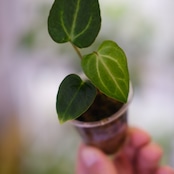Anthurium Carlablackiae / アンスリウム カーラブラッキー⑯│観葉植物
