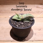 【送料無料】Sansevieria ehrenbergii ‘Banana’〔サンスベリア〕現品発送S0009