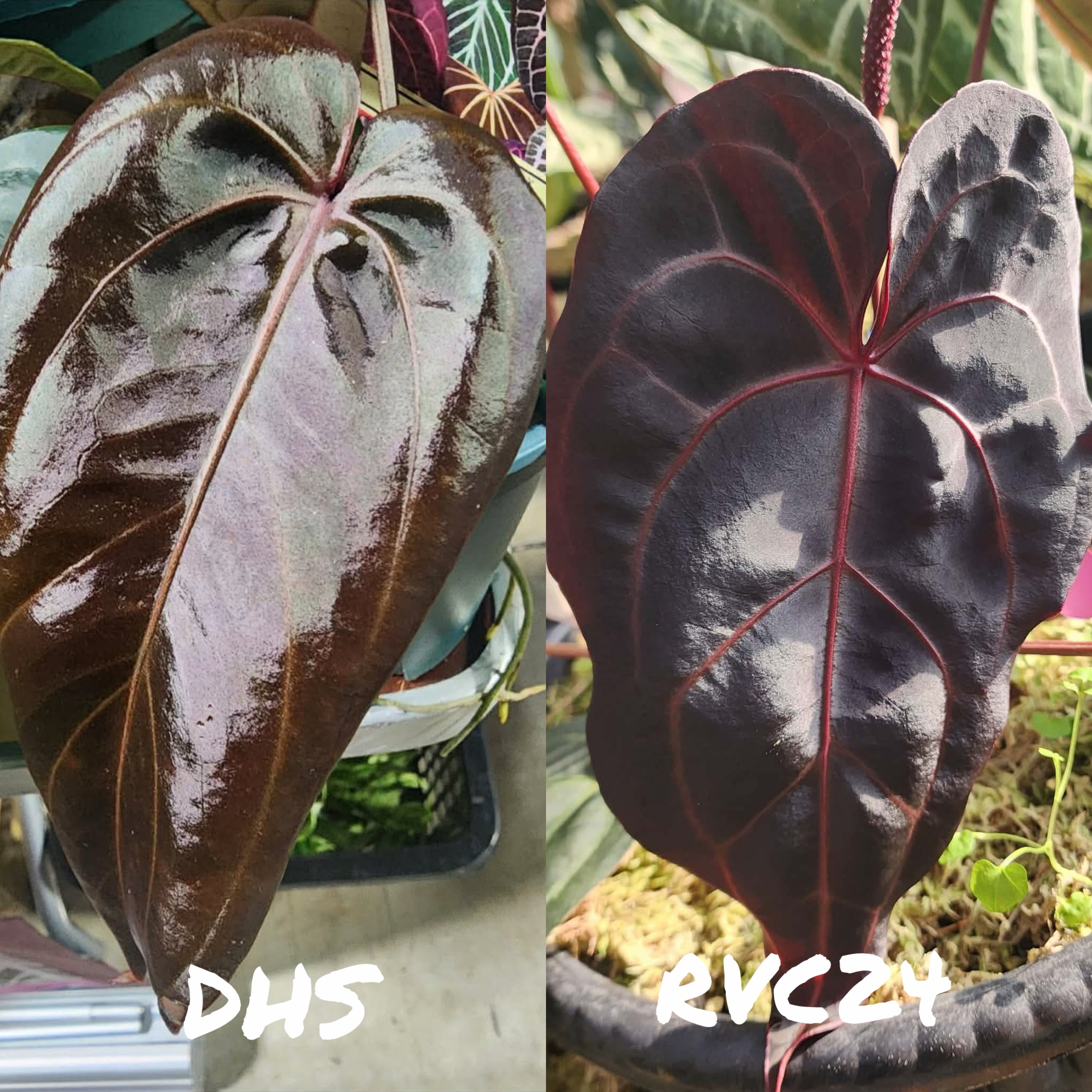 Anthurium Dark and Handsome 4 × Anthurium RVC24｜アンスリウム