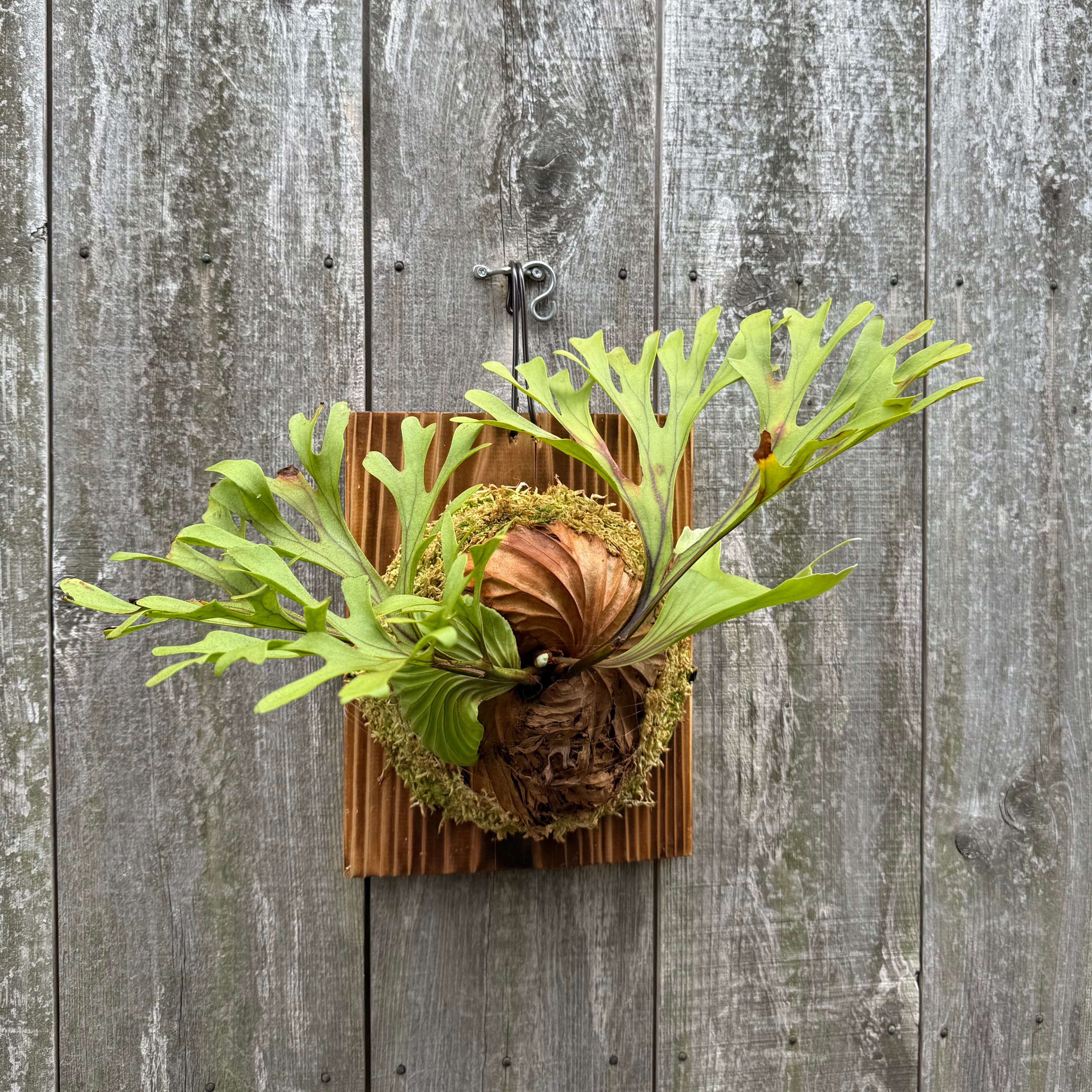 P.Triceratops (三角龍) pup | naturefix