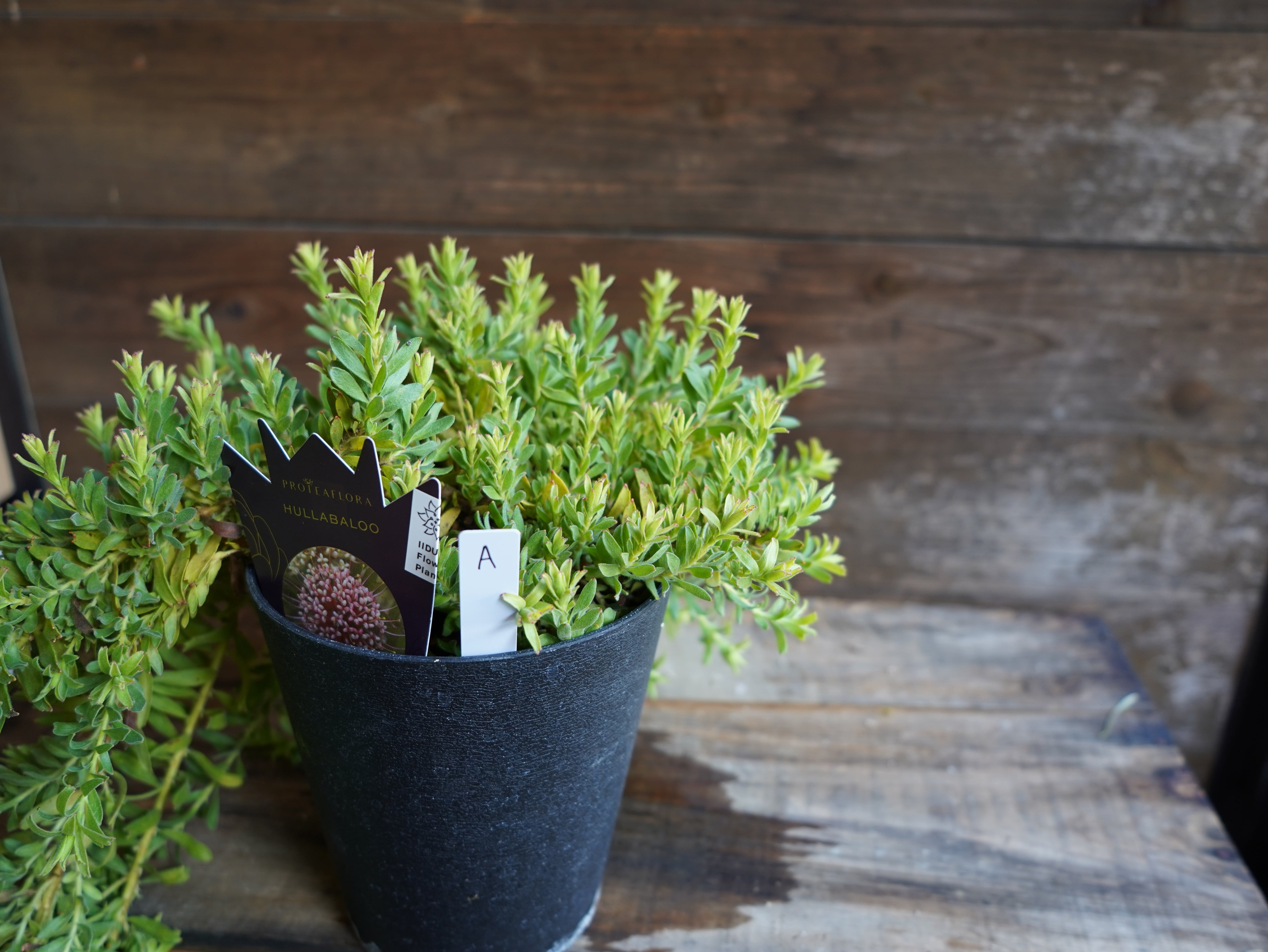 【現物】リューコスペルマム　”ハルバルー”　A