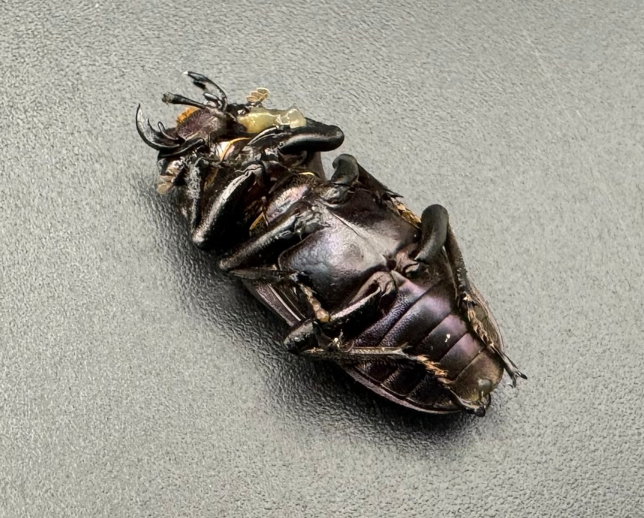 【美麗】即ブリ《メタリフェルホソアカ 70mm ペア》わたくわ氏ブリード個体