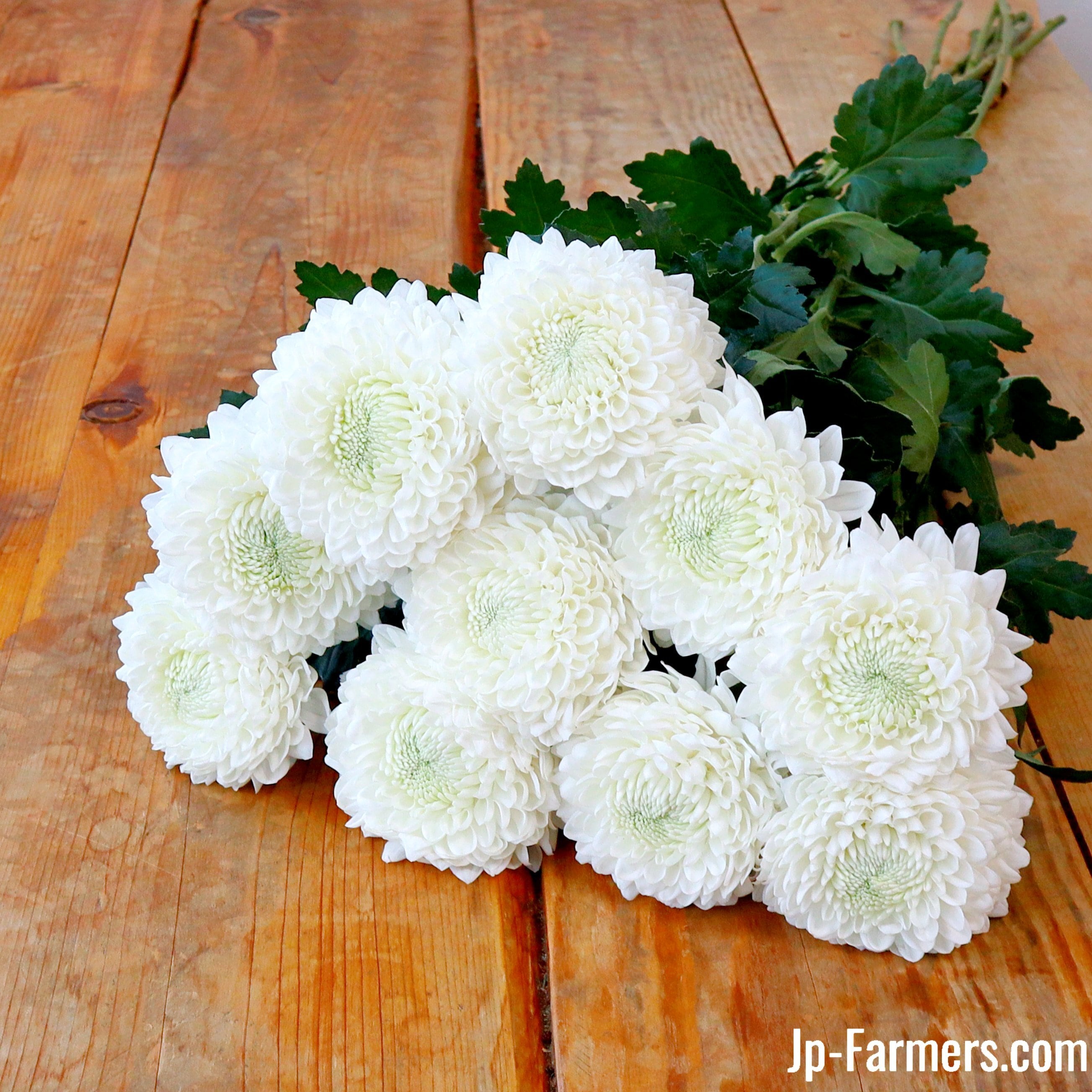 【未開封】白菊と黄菊ですが、それが何か 美しい白菊『 サイレント 』 10本 | 新鮮お花問屋 Jp-Farmers.com