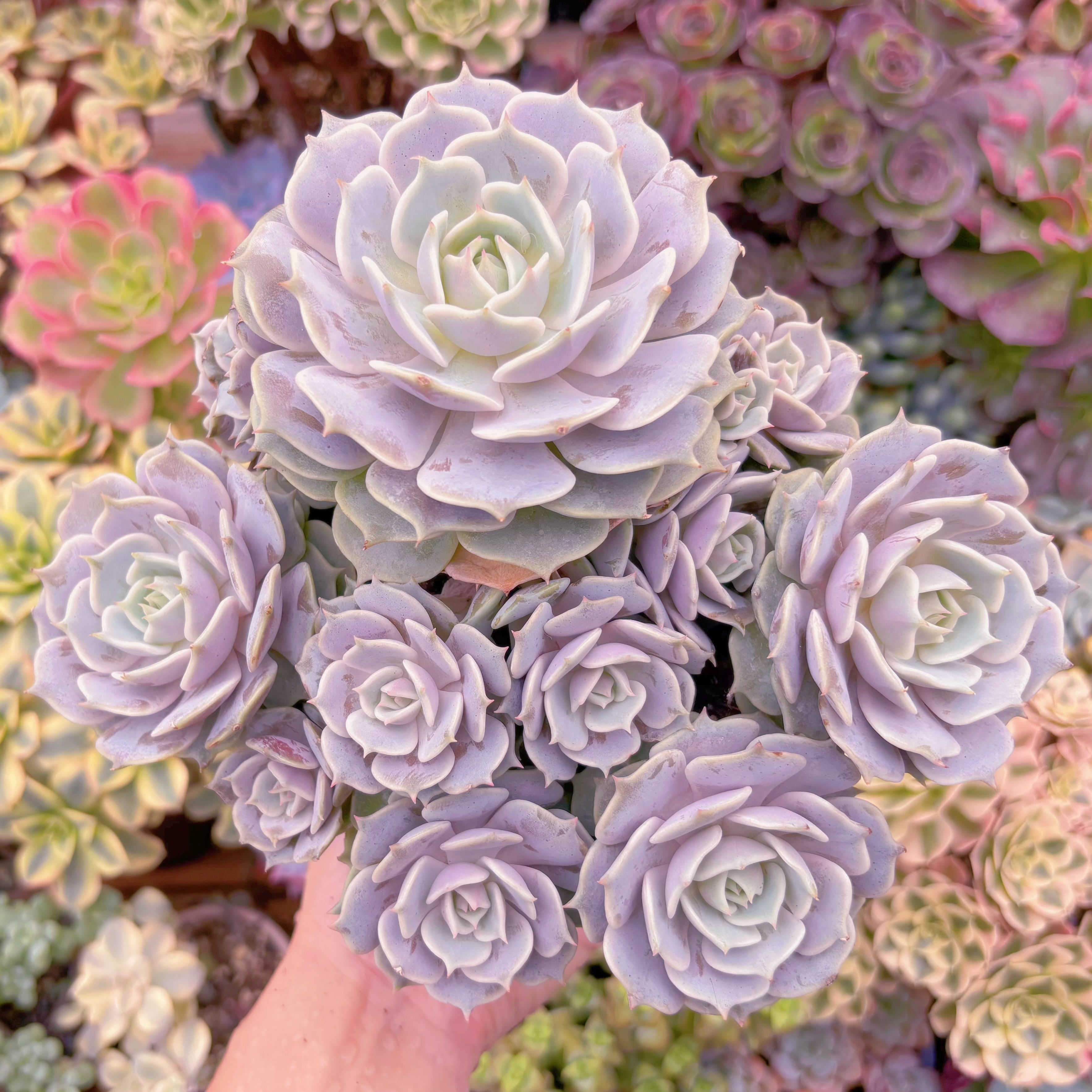 現品　ローラ#266　特特大群生　新入荷　るる農園