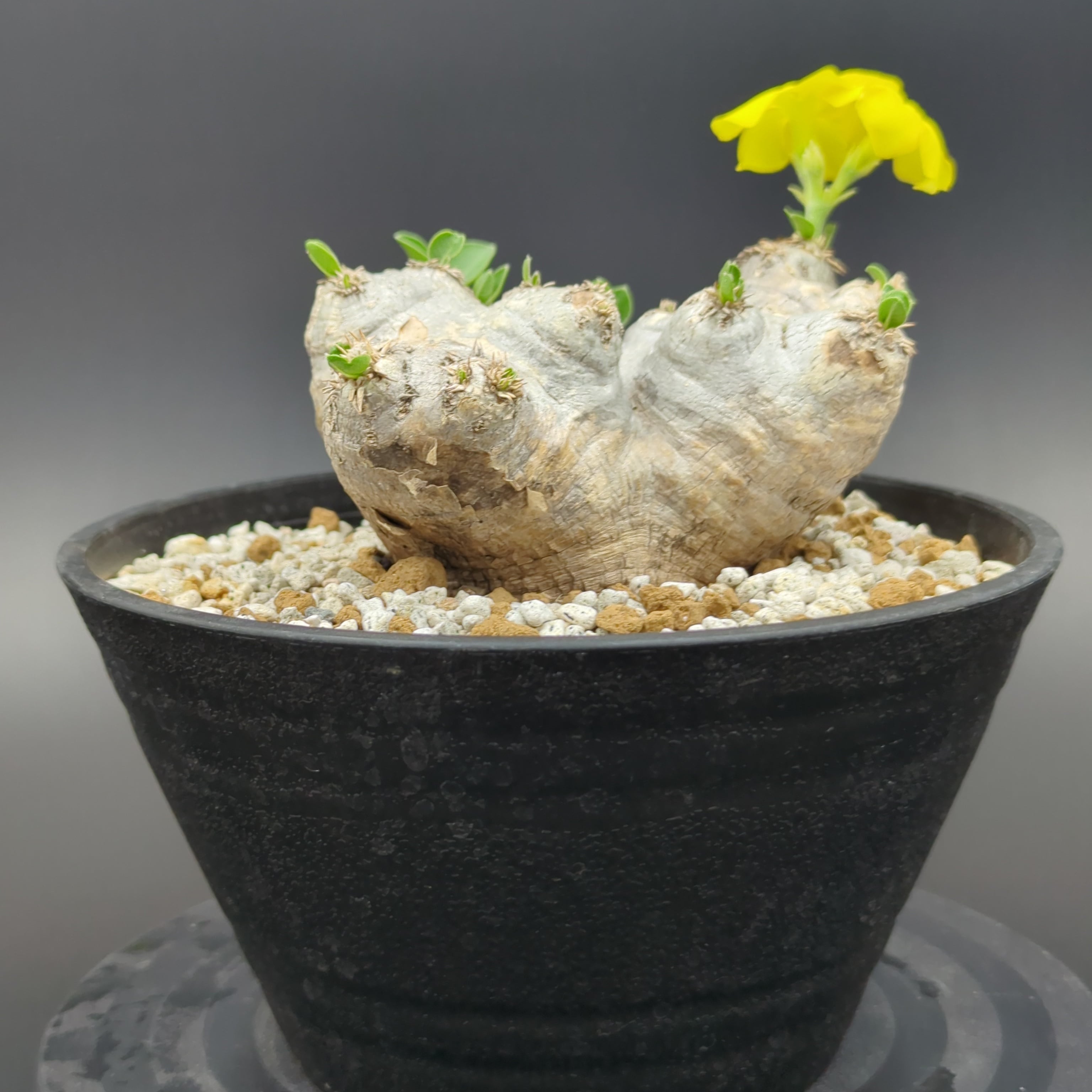 パキポディウム・ブレビカウレ '恵比寿笑い' 【大株】 | BRIDGE GARDEN