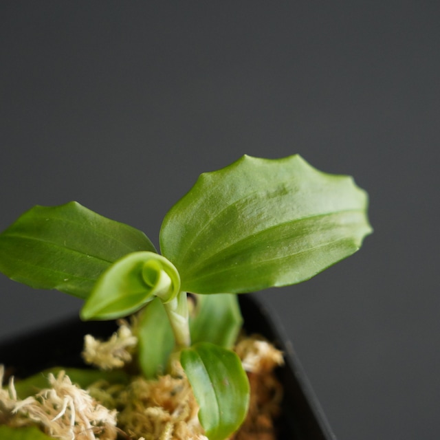 ◆現品◆ツユクサシュスラン Goodyera foliosa var. commelinoides【ジュエルオーキッド宝石蘭／石崎バイオ】#803
