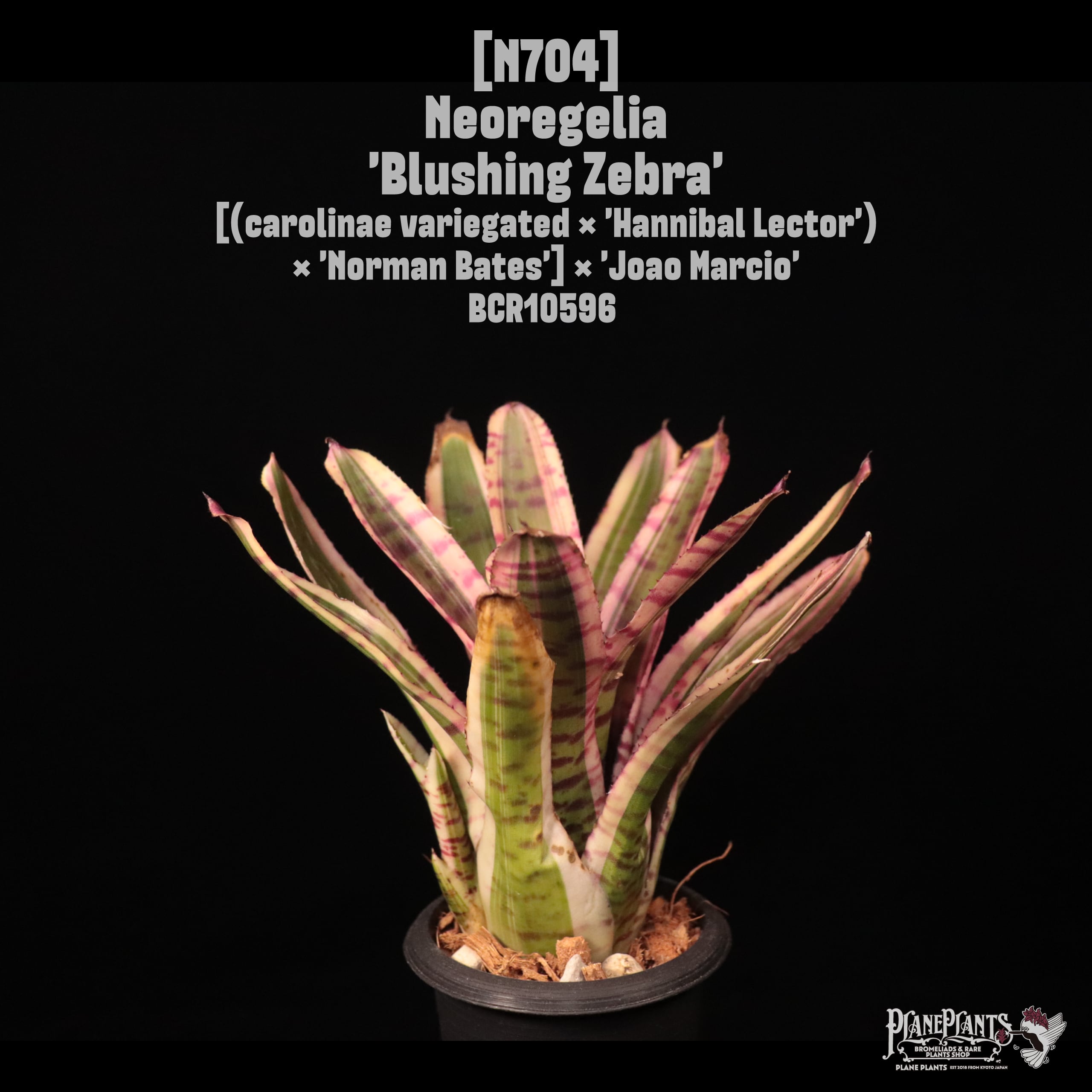 Neoregelia 'Blushing Zebra'〔ネオレゲリア〕N704