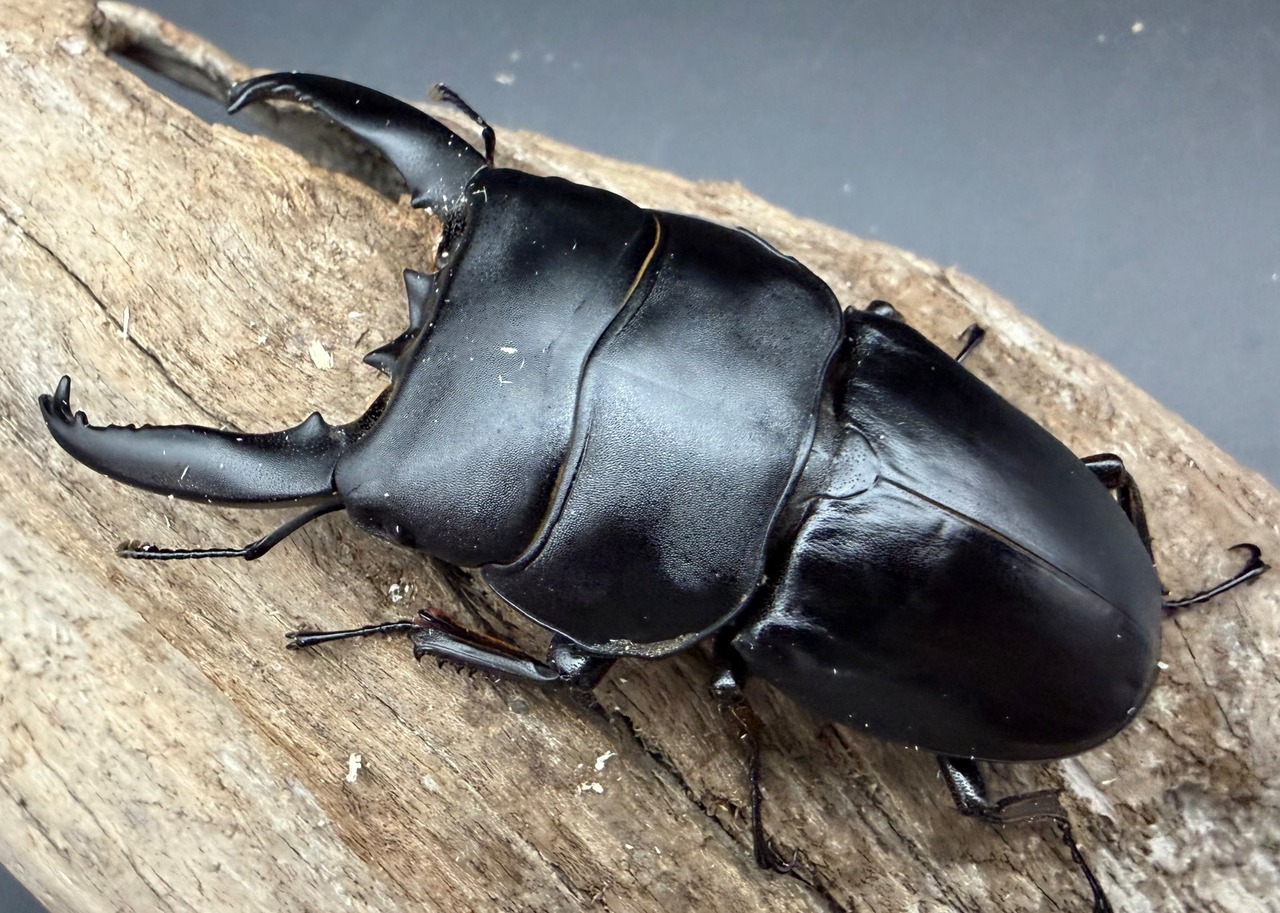 【WD】《アルキデスヒラタ アチェ産 90.5mm ペア》