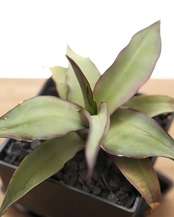 【PREMIUM】 【鉢付き】 チャザロイ 長期LED育成株 Agave chazaroi