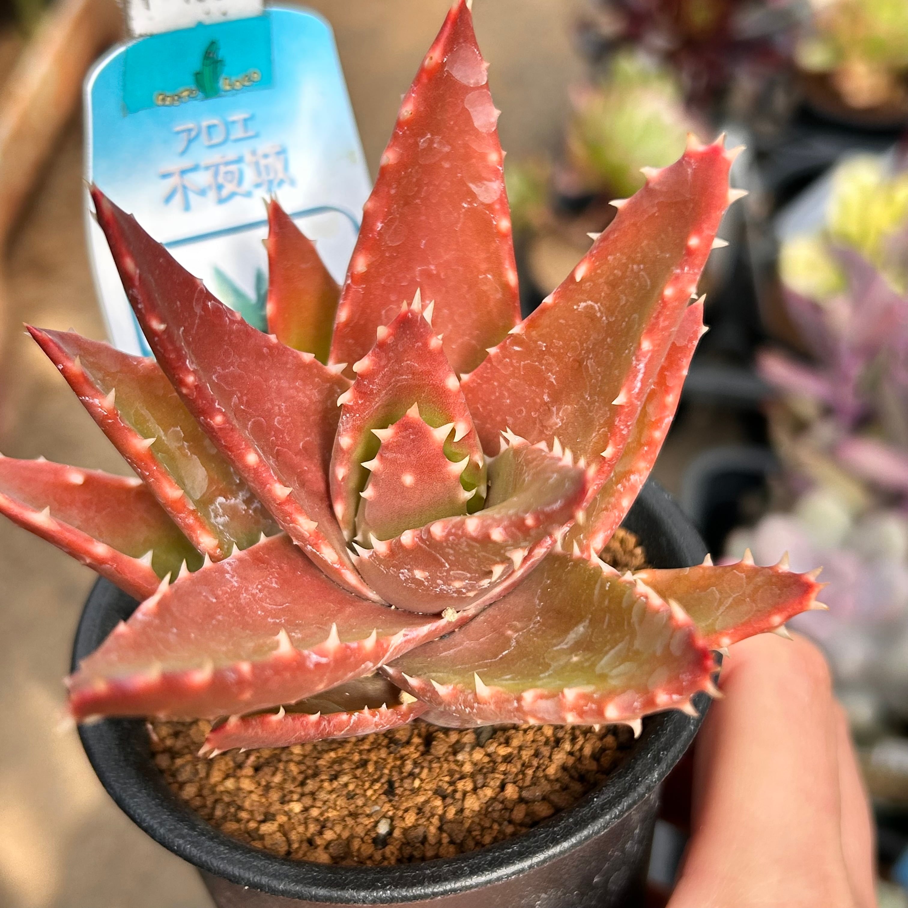 超希少❗️アロエ　スーパーアロエ　不夜城　斑入り✨ 超希少❗️アロエ スーパーアロエ 不夜城 斑入り✨ アロエ 不夜城