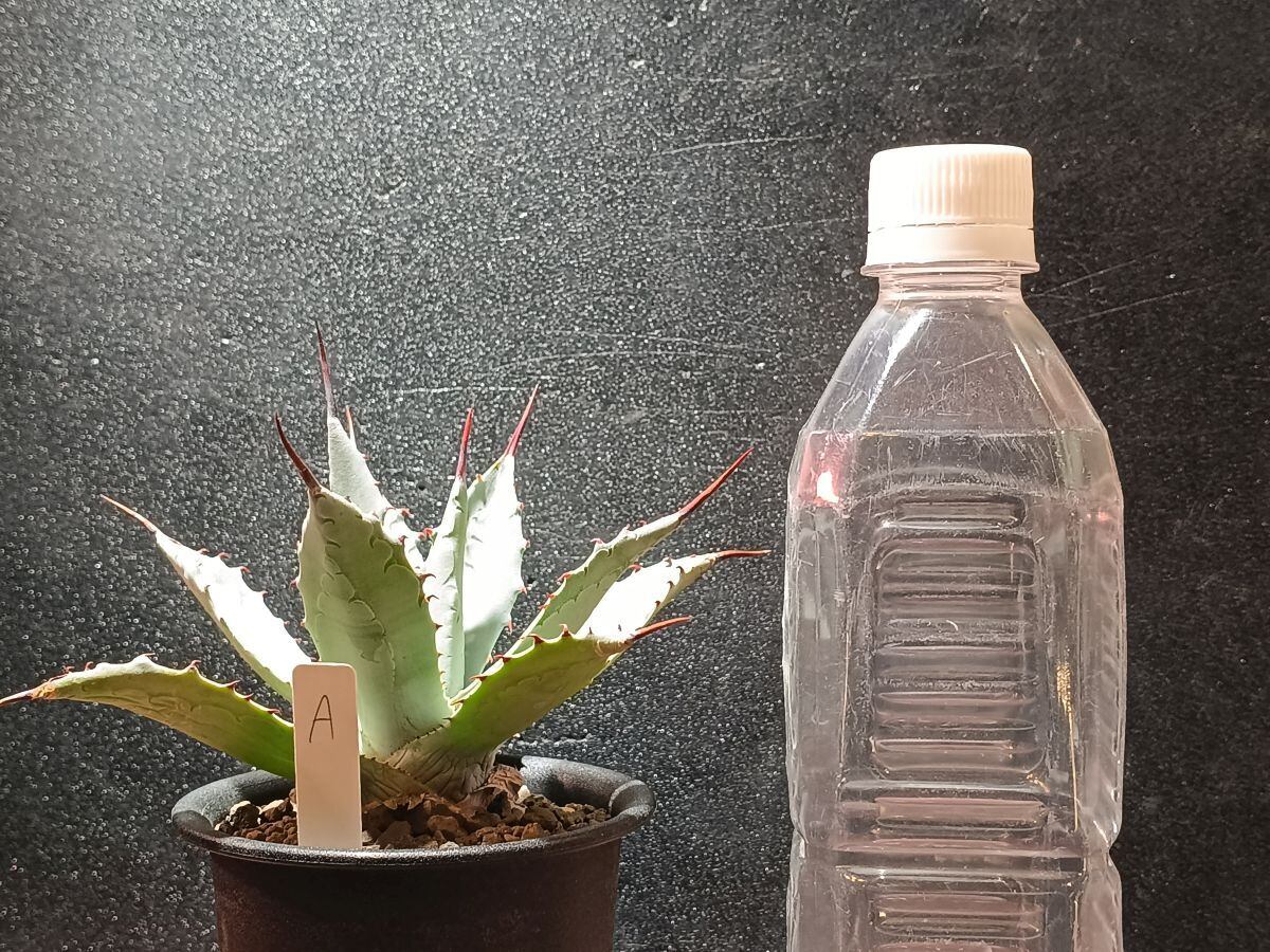 アガベセット売り　屈原　シースター　パラサナ　コロラータhyb Agave hyb. アガベ 屈原の舞扇×パラサナ [A] | サボテンと多肉植物の店
