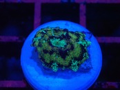 【一ヶ月熟成】Discosoma WaterMelon  5