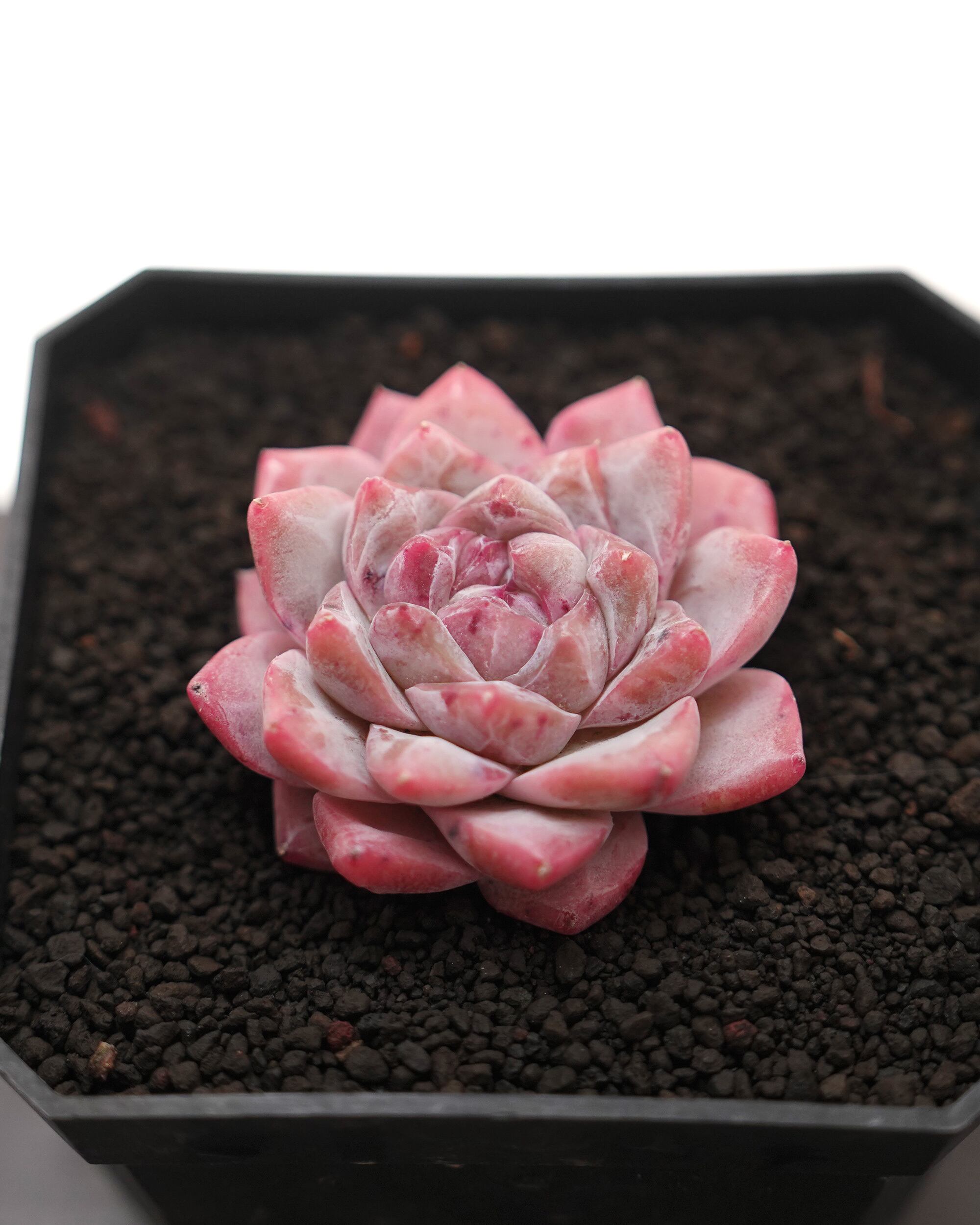 発根済カット苗 アエオニウム 魅金ローズ錦 Aeonium 'Charm Golden