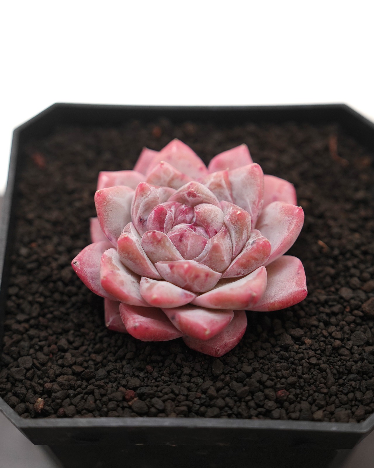 カット苗 ダイヤモンドジェニー Echeveria 'Diamond Jenny'