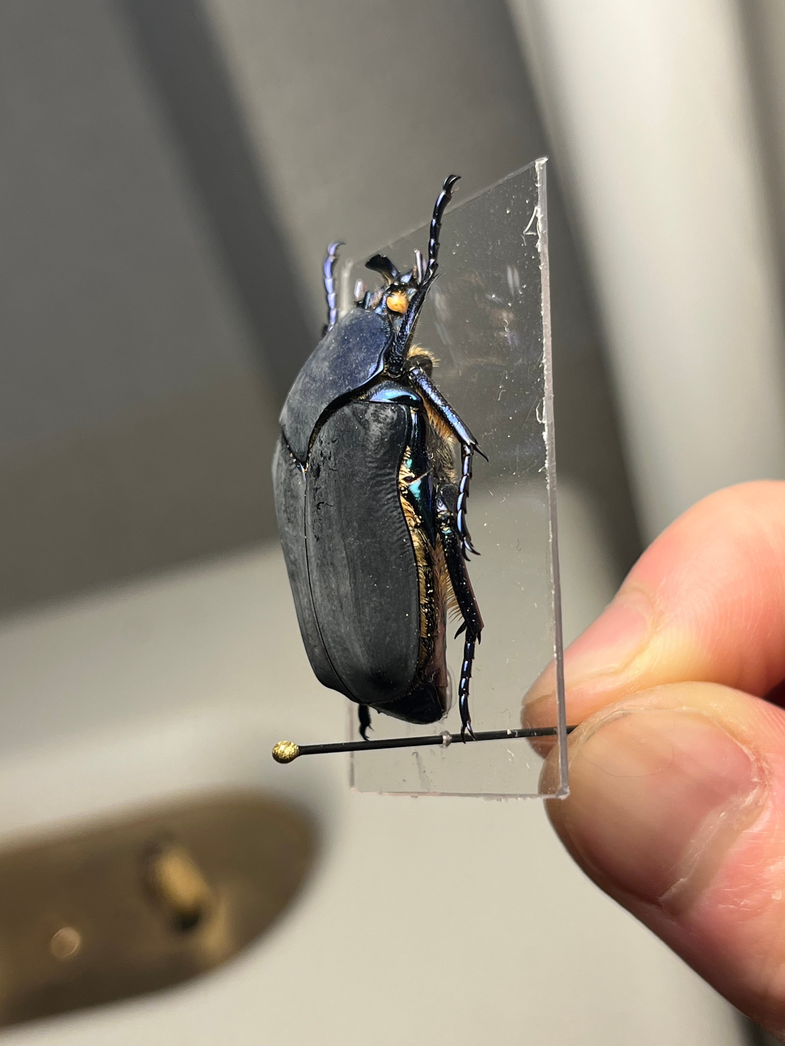 透明台紙】体裏がメタリックなイバライコツノヒシムネハナムグリ 標本