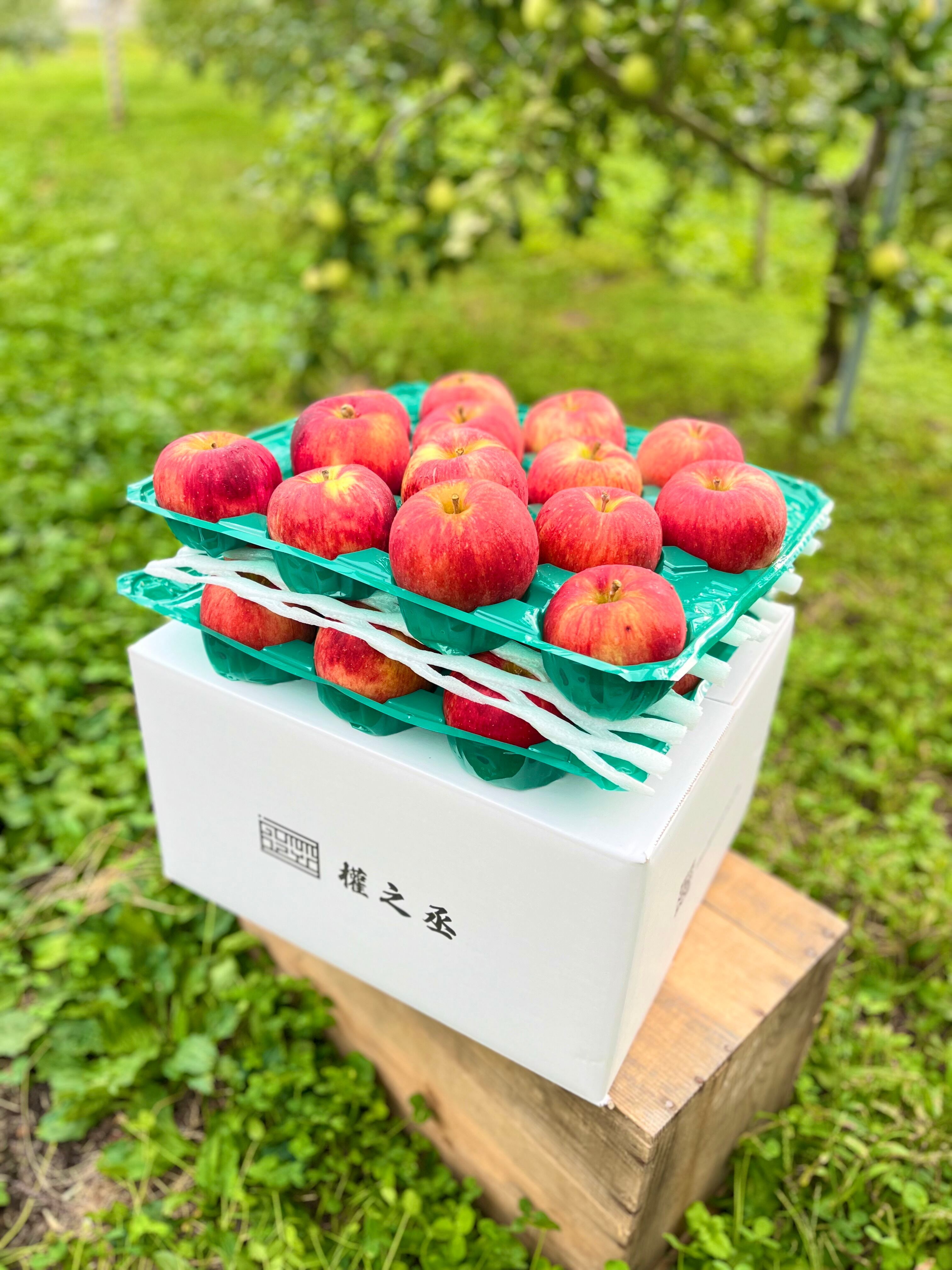 葉取らずつがる家庭用　10kg