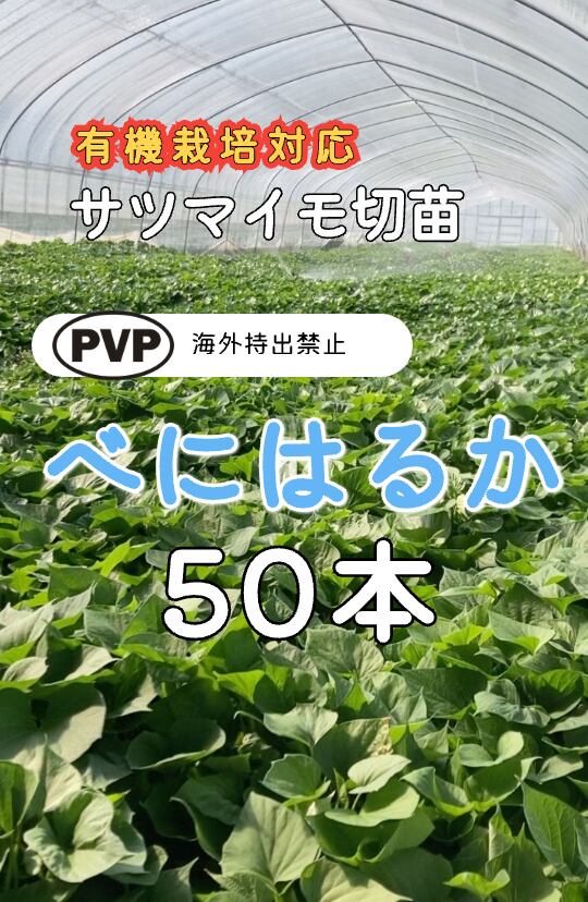 ハロウィンスウィート切苗 50本 | さぬきガーデンやさい屋