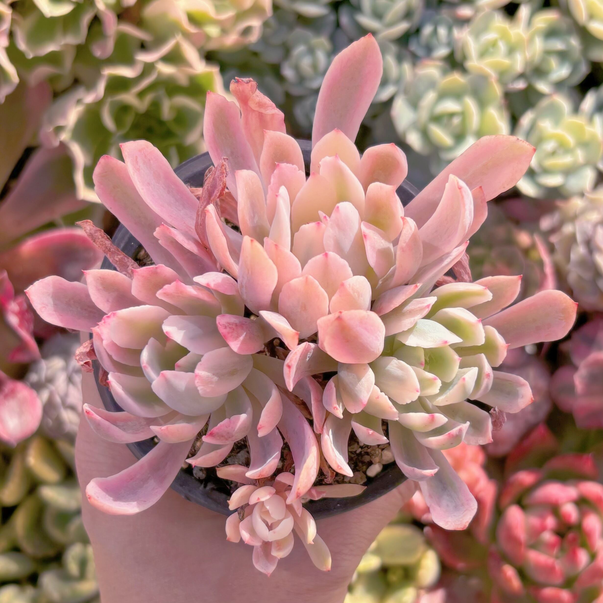 現品　hoveyi錦#857　群生　るる農園