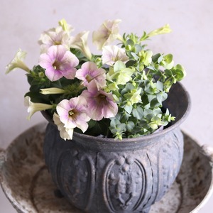 mondimanche ペチュニア　ラベンダーラテ｜暑さに強い夏のお花　夏の寄せ植えにオススメ