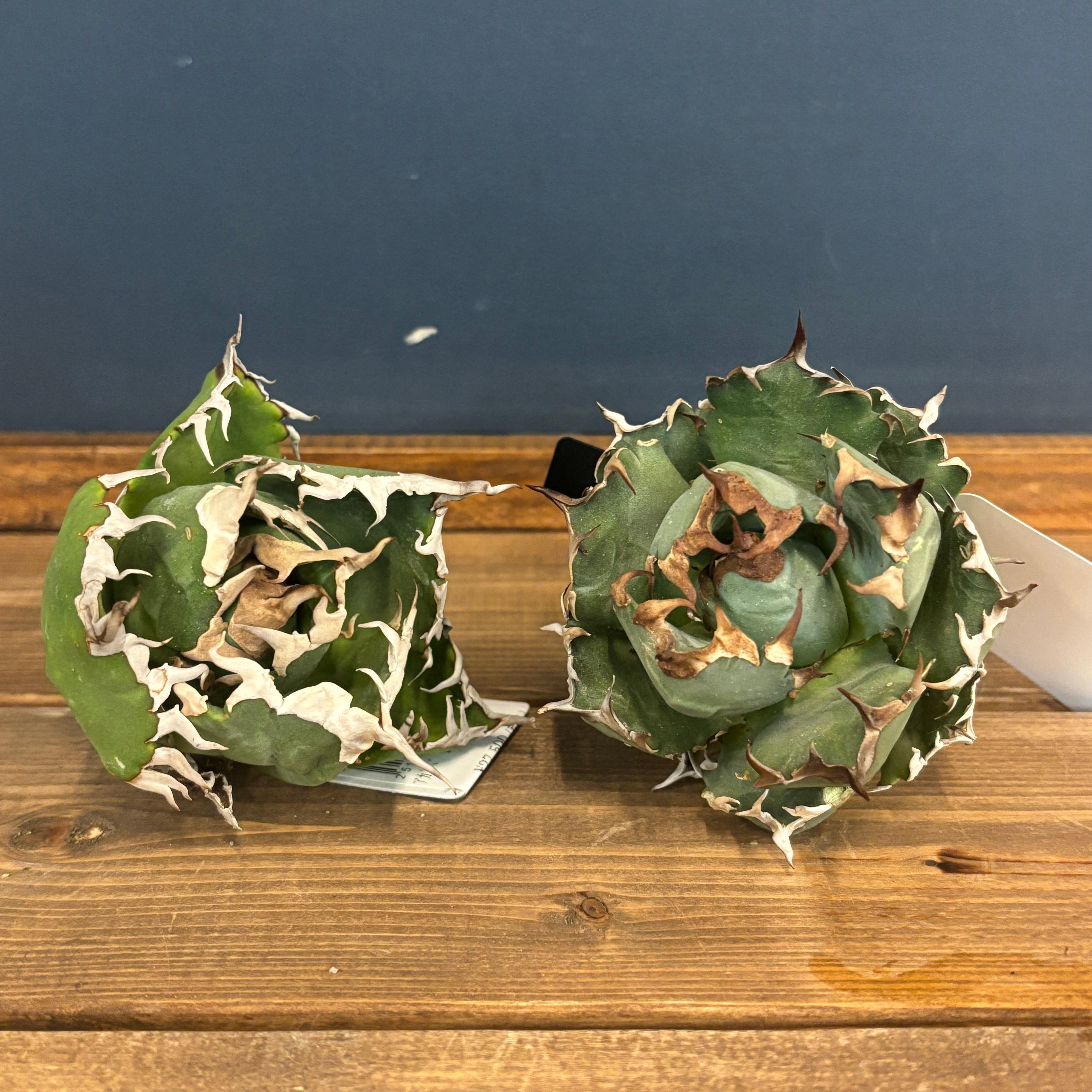 現品】2026年 CHAMさんアガベ イラン株福袋 20,000円 | PROTOLEAF