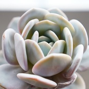 【PREMIUM】抜き苗 ラウイ バラ型・丸葉タイプ？ Echeveria laui