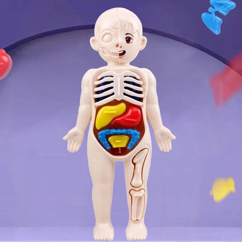 人体模型 おもちゃ 知育玩具 臓器 骨格 学習モデル 人体モデル