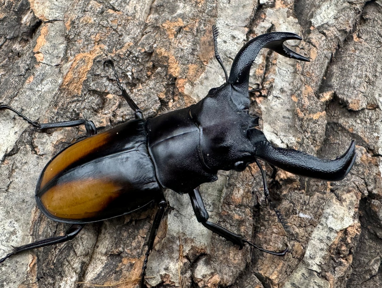 【WD】《セアカフタマタ（パリーフタマタ） 75mm ペア》