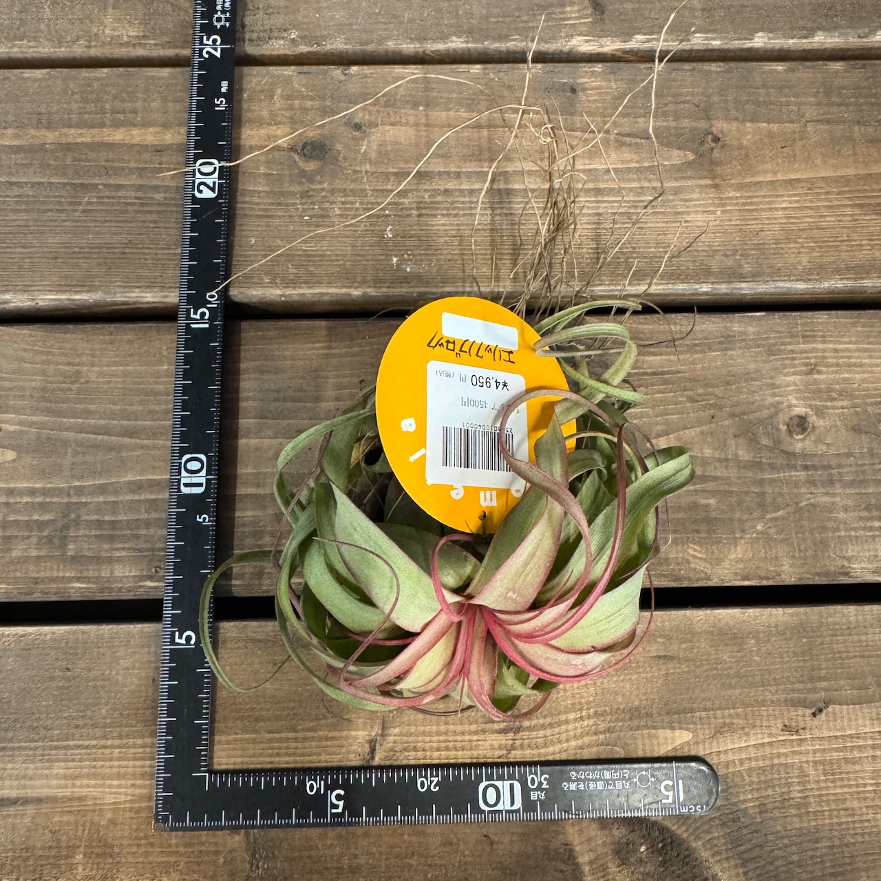 チランジア エリックノブロック【937】