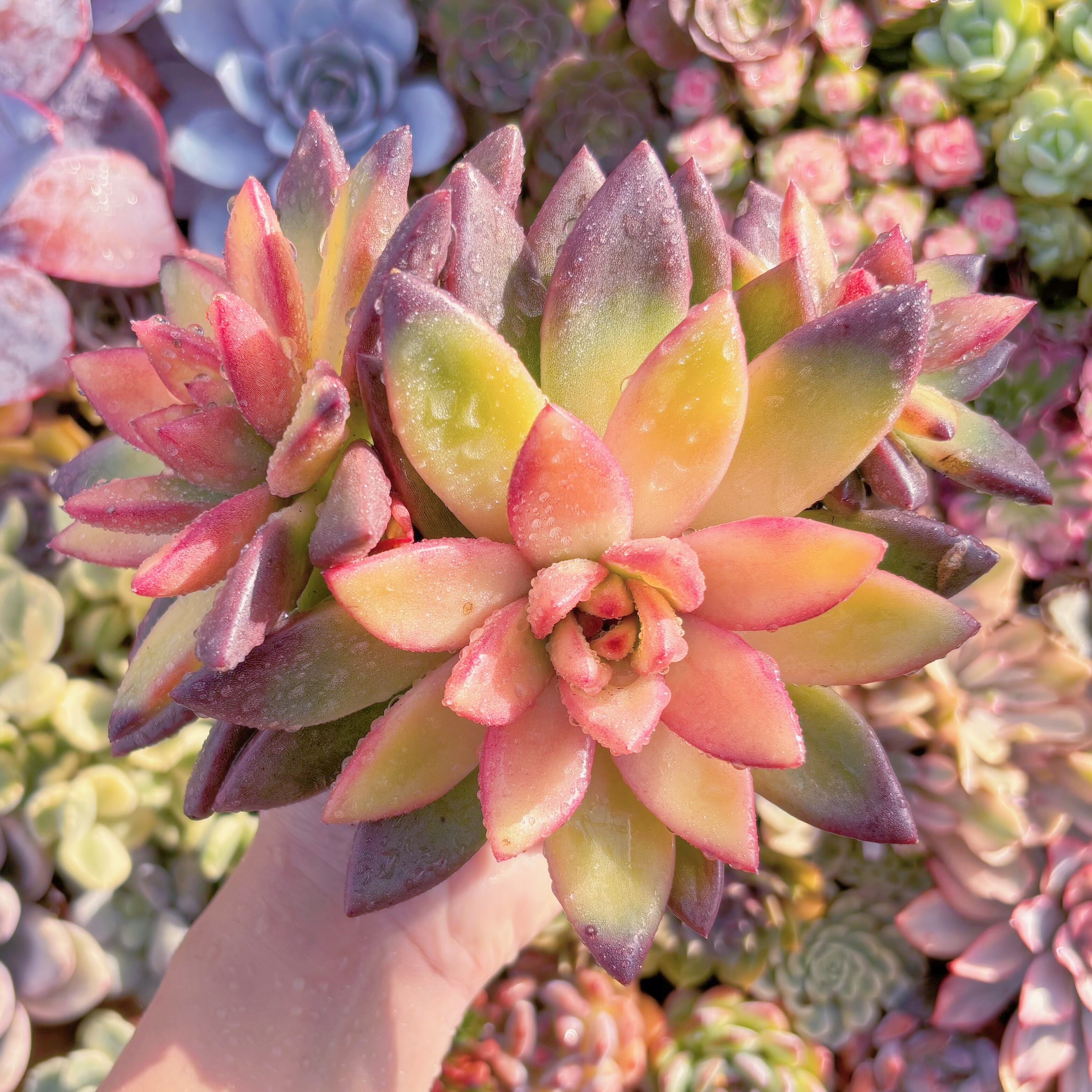 現品　パインローズ錦#850　大群生　新入荷　るる農園