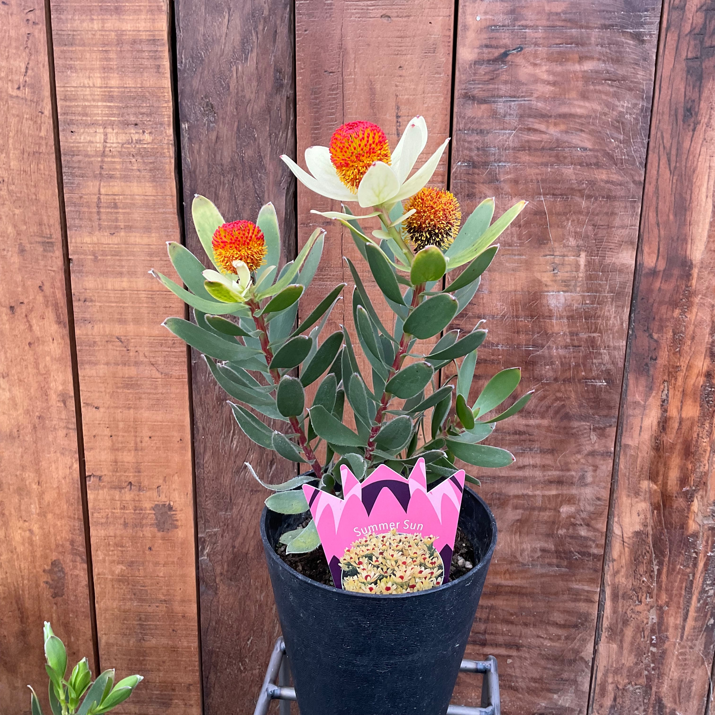 リューカデンドロン サマーサン① | 沼ノ上農園