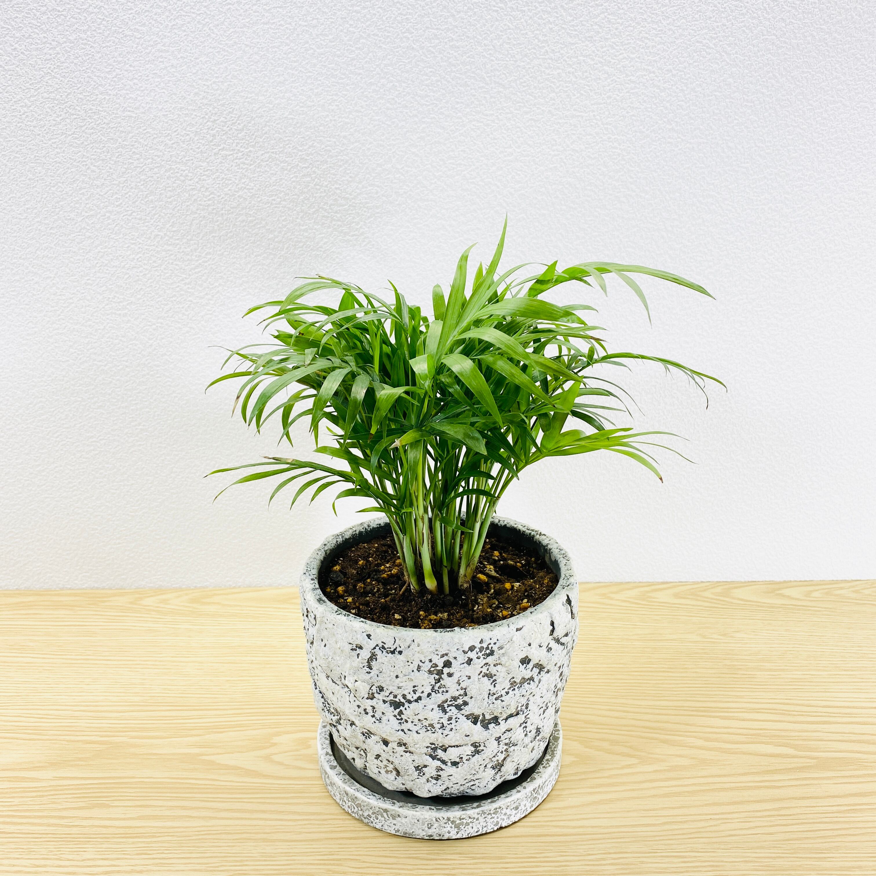 テーブルヤシ　　[観葉植物]　渋くておしゃれです！