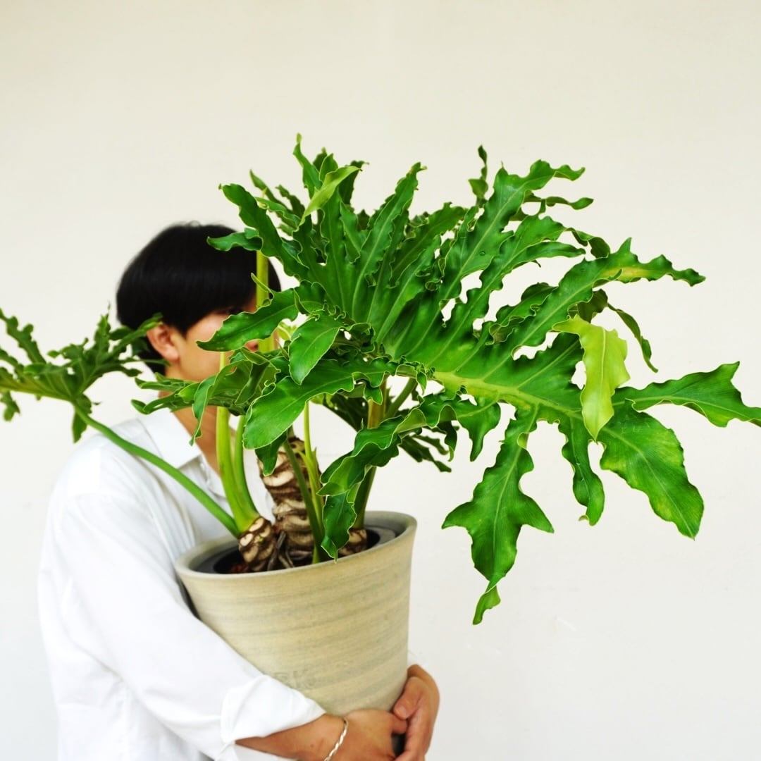 植物の価格から選ぶ | V.PARK