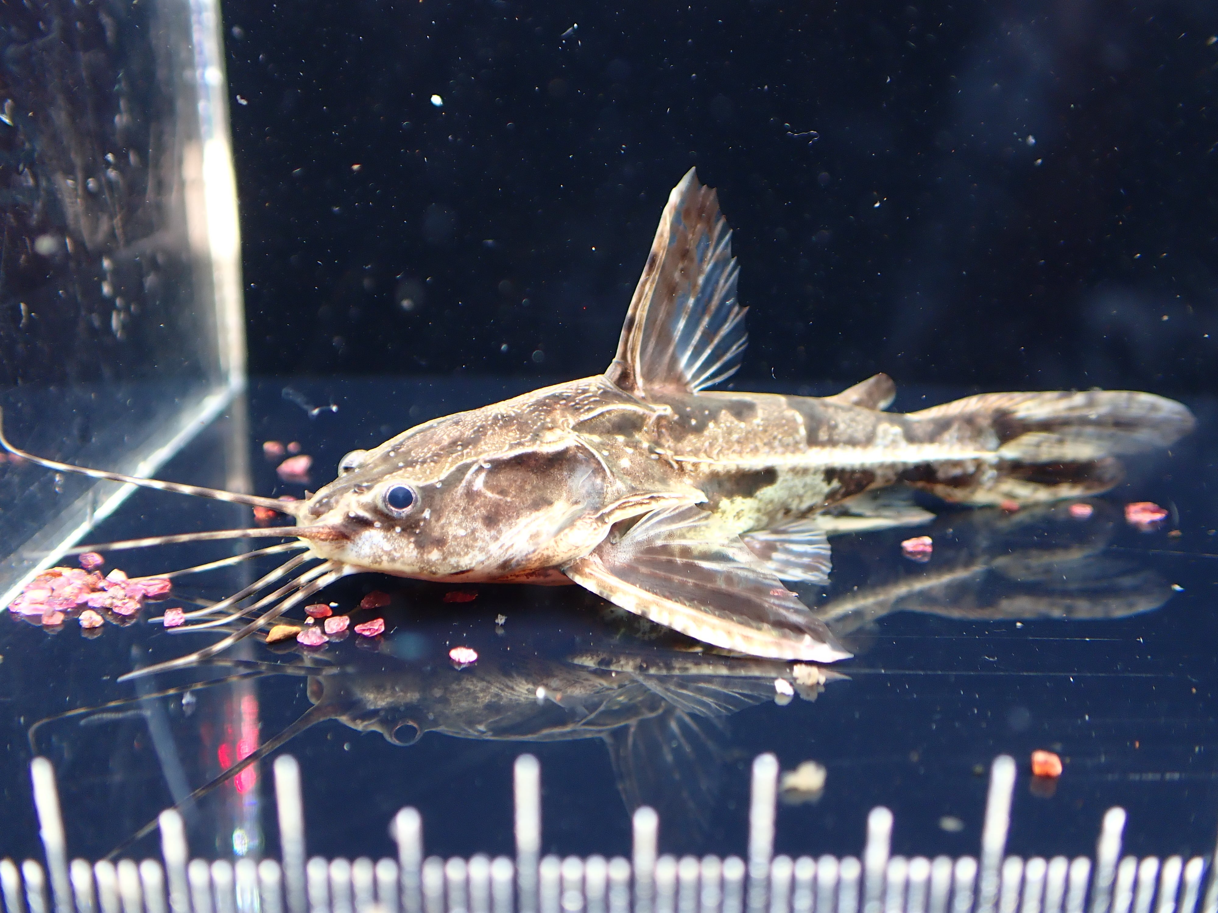 アナドラス グリプス(ペルー)