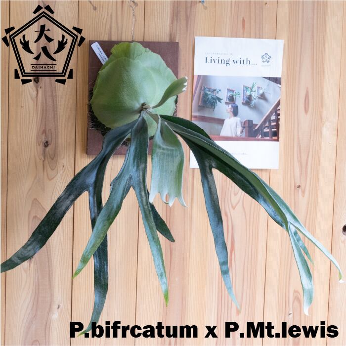 P.bifrcatum × P. Mt.lewis(TC)　 | Pdaihachi powered by BASE