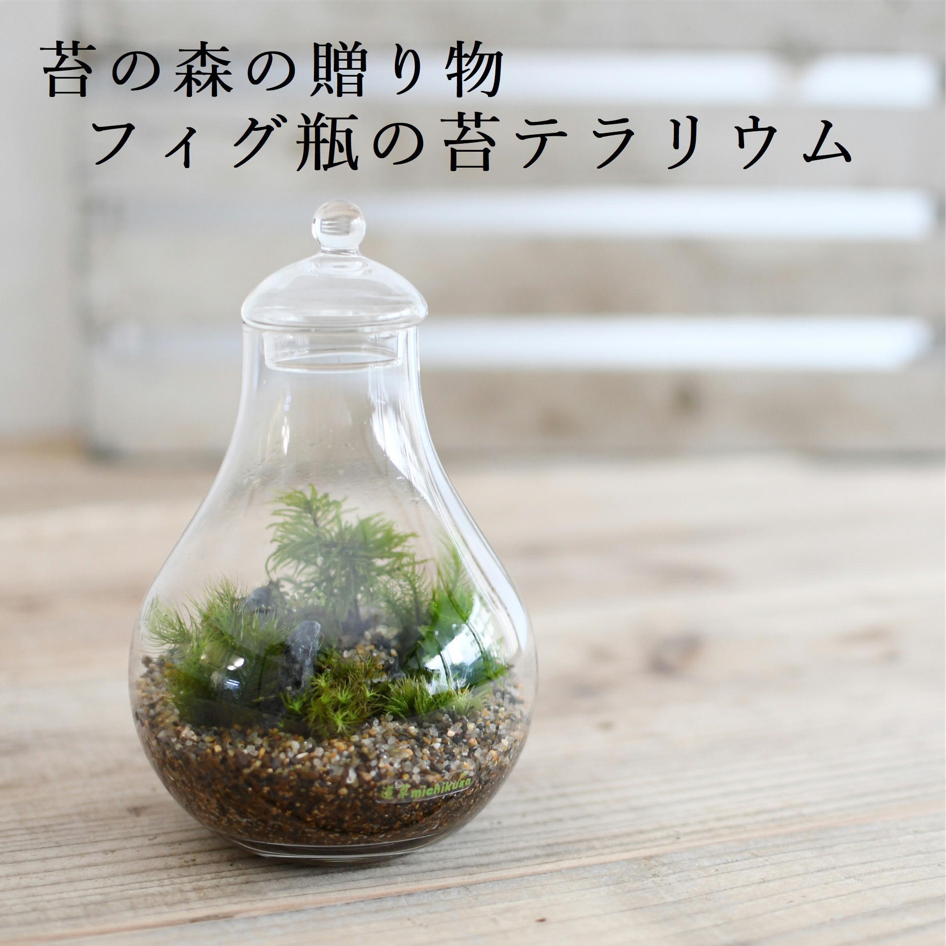 【苔の森の贈り物】苔テラリウム　フィグ瓶　◆プレゼントにおすすめ